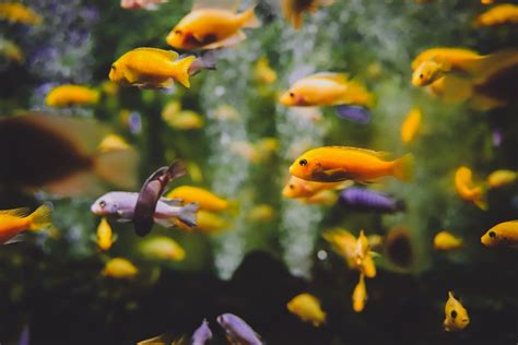 家裡養什麼魚最好|不用打氣的懶人魚種